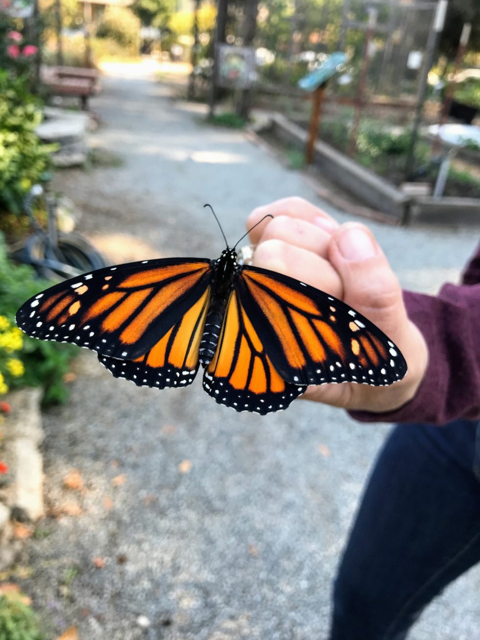 Charles Street Gardens | A vibrant community garden in Sunnyvale, CA